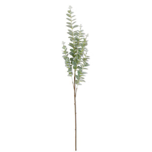 38 Inch Light Green Gunnii Eucalyptus Stem