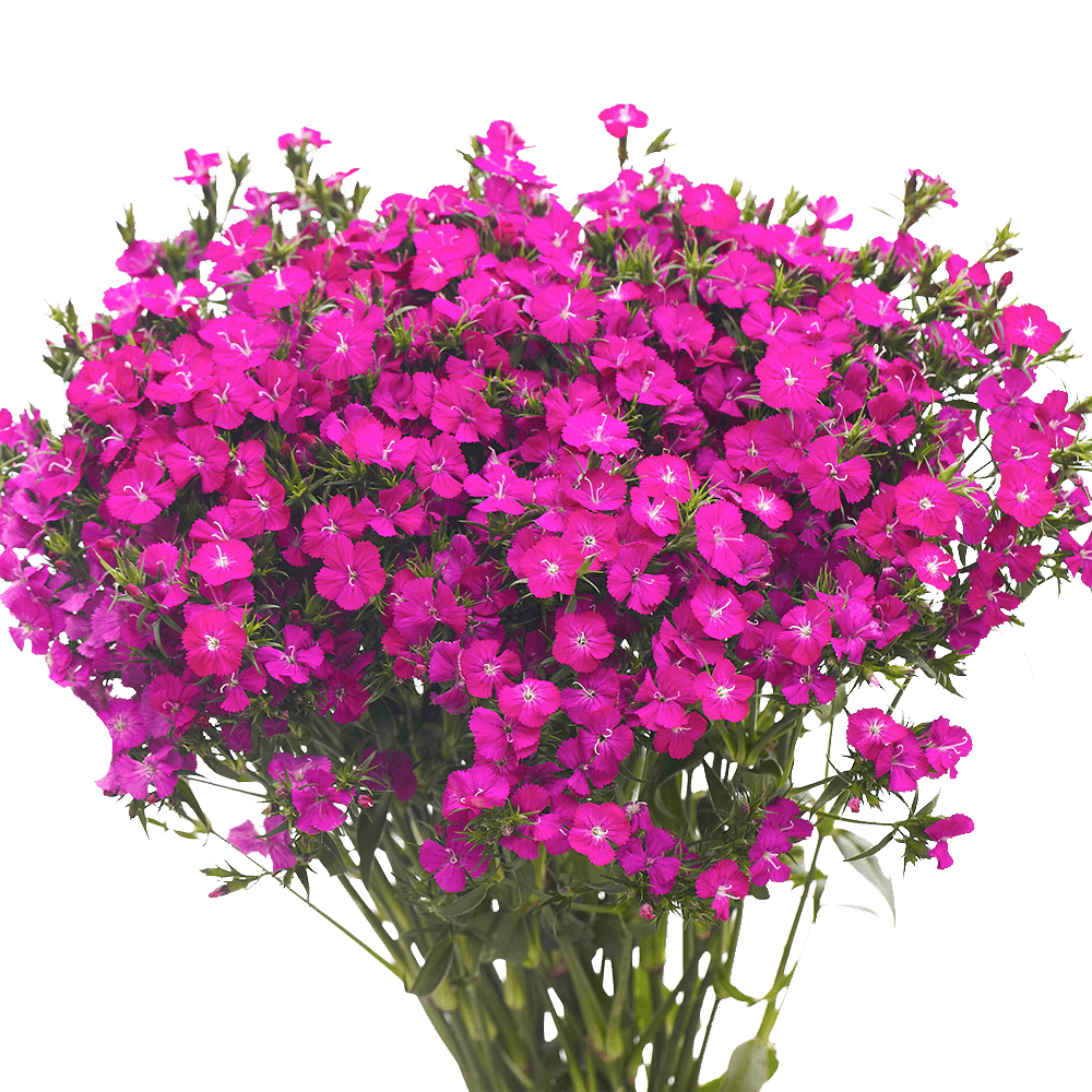 18 Inch Purple Dianthus Spray w/Eva Foliage